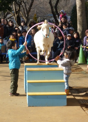 やぎさんが特技を披露している