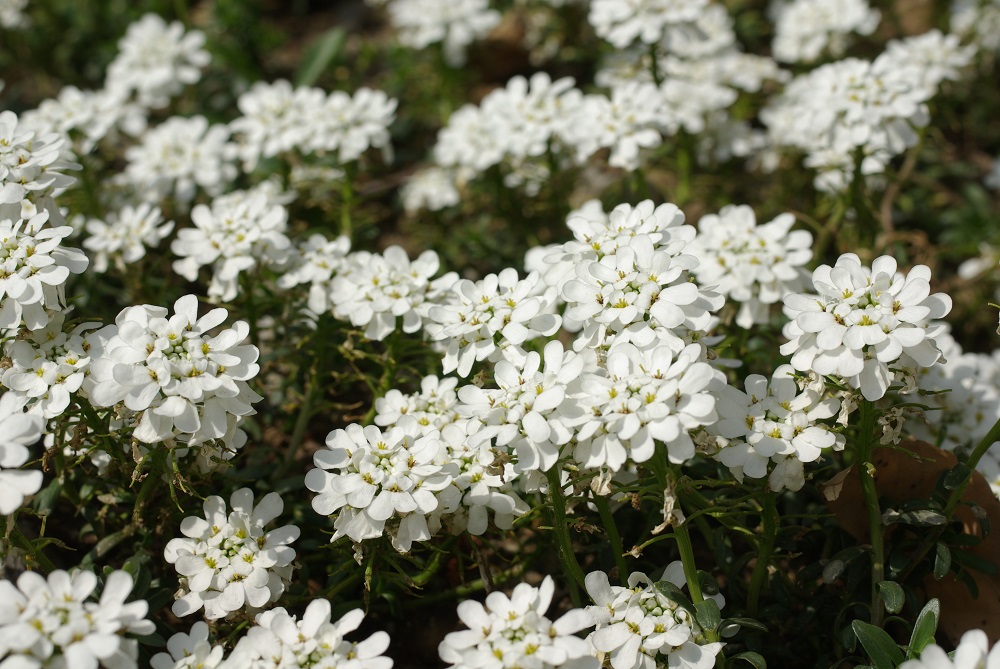 分岐した茎のてっぺんに白い花弁が集まり１つの花を形成して咲いている画像