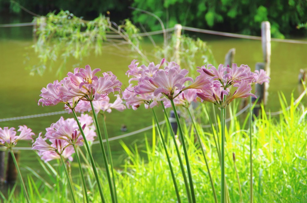 地面から花茎を真っすぐに伸ばして花序を形成し、薄桃色の花を数輪がまとまって咲いている画像