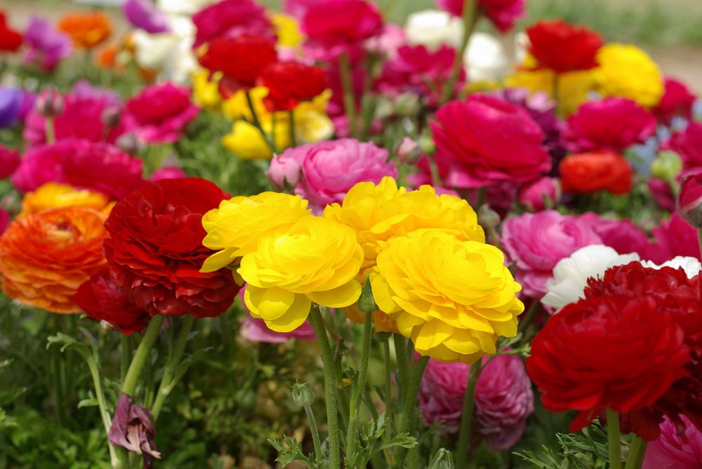 ふわっとした薄いオレンジ色や赤色の花弁した花が咲いている画像