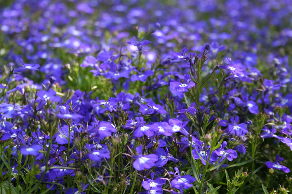 青いい小さな花が多数咲いている画像