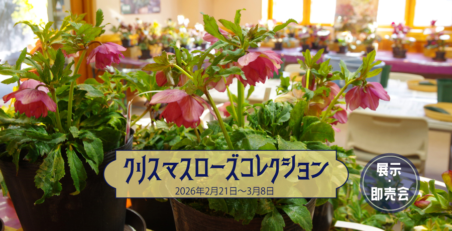 クリスマスローズコレクション