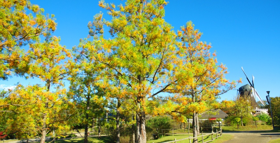 紅葉（スイショウ）