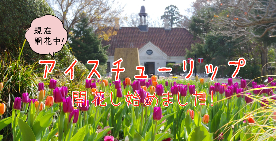 チューリップ開花状況