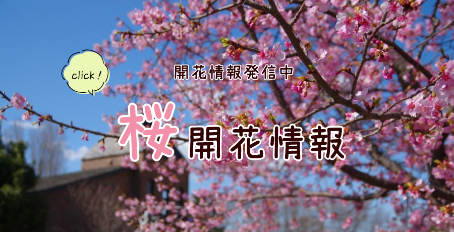 スイセン開花情報