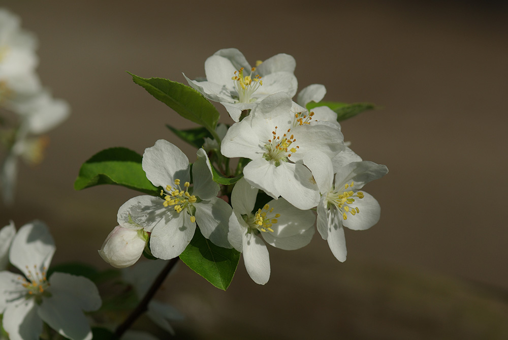 ヒメリンゴ｜樹木図鑑｜ふなばしアンデルセン公園