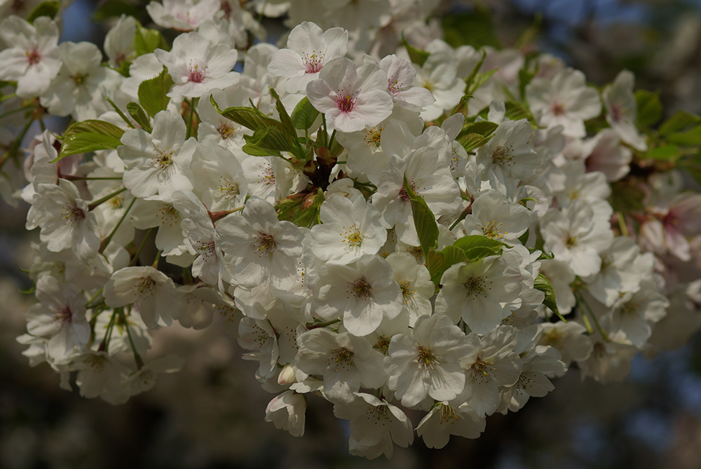 ひらひらとした白色の花弁で咲いている画像