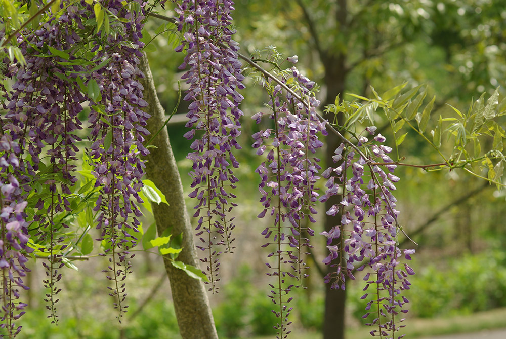 紫色の小花が集まって全体的に垂れ下がっている画像
