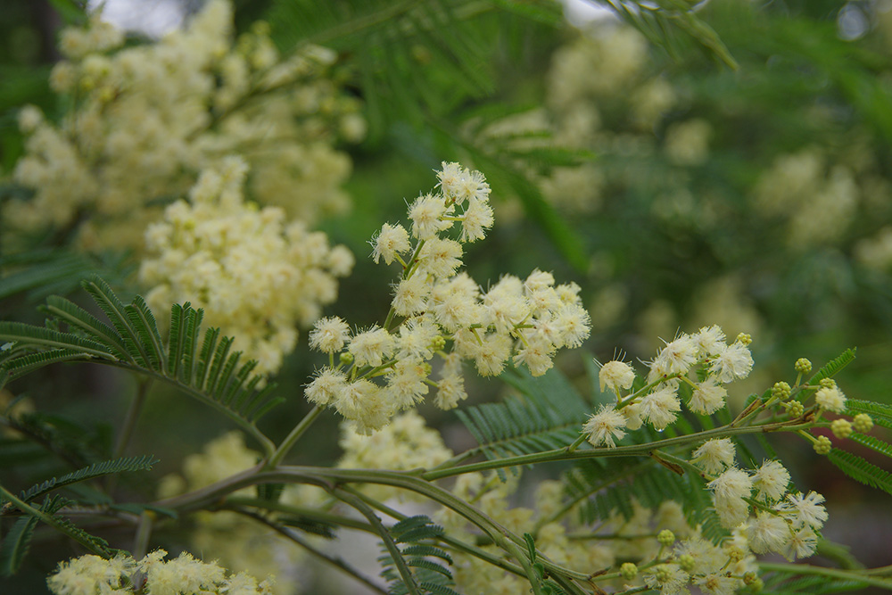 黄色の小花が集まって咲いている画像