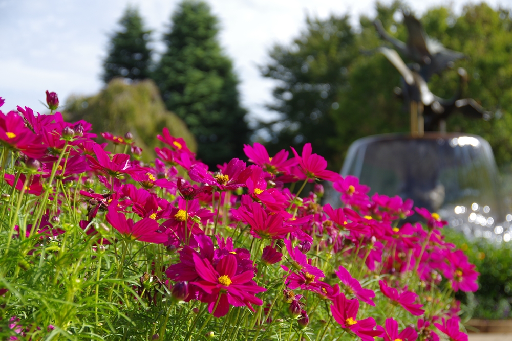 コスモスの写真