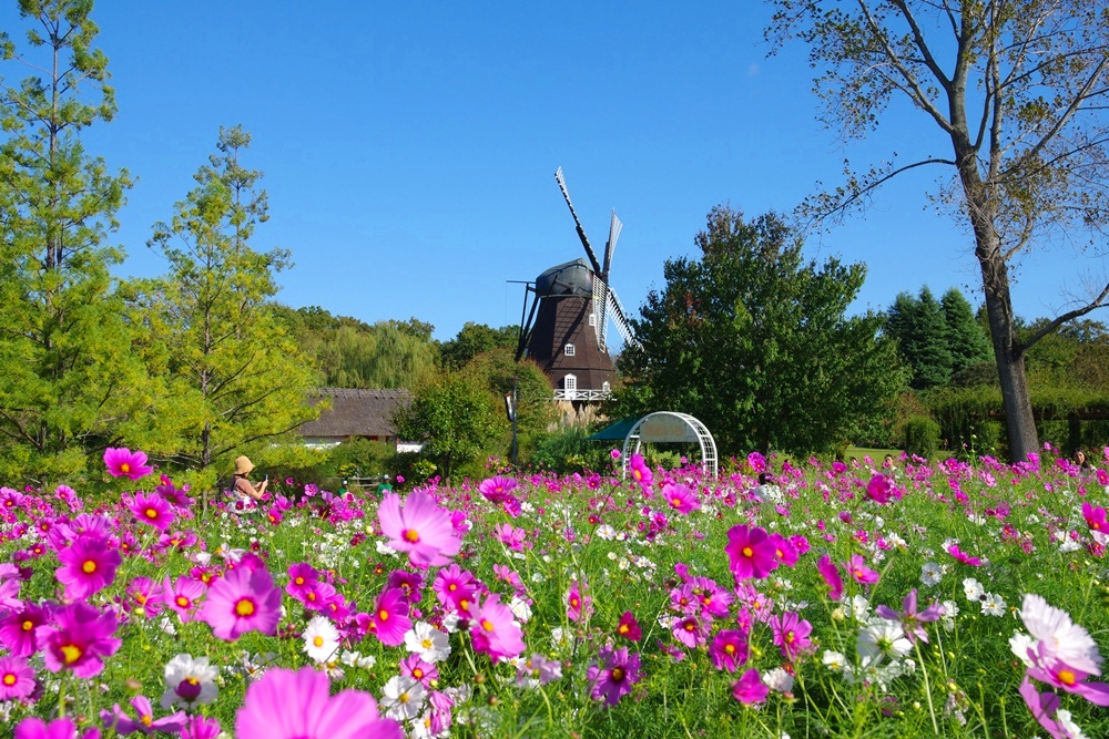 コスモスの写真