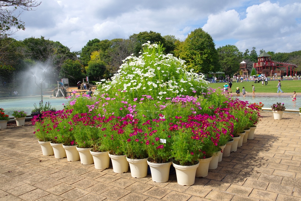 コスモスの写真