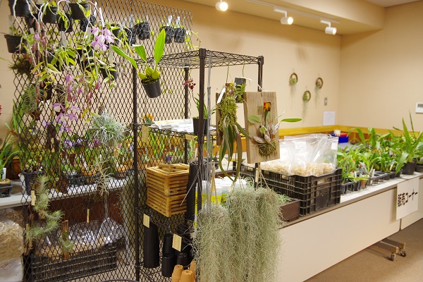らん展示風景