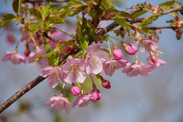 桜の咲いている写真