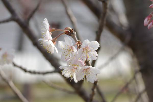 桜の咲いている写真