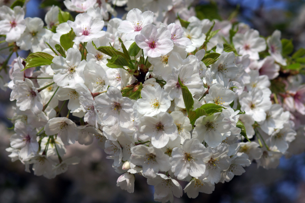 桜の咲いている写真