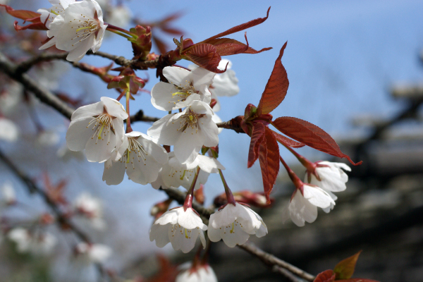 桜の咲いている写真