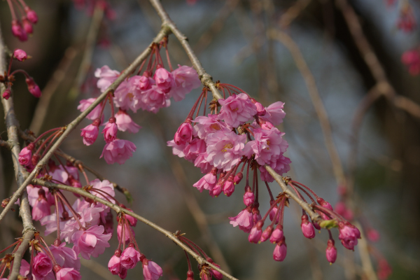 桜の咲いている写真