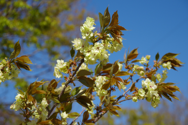 桜の咲いている写真