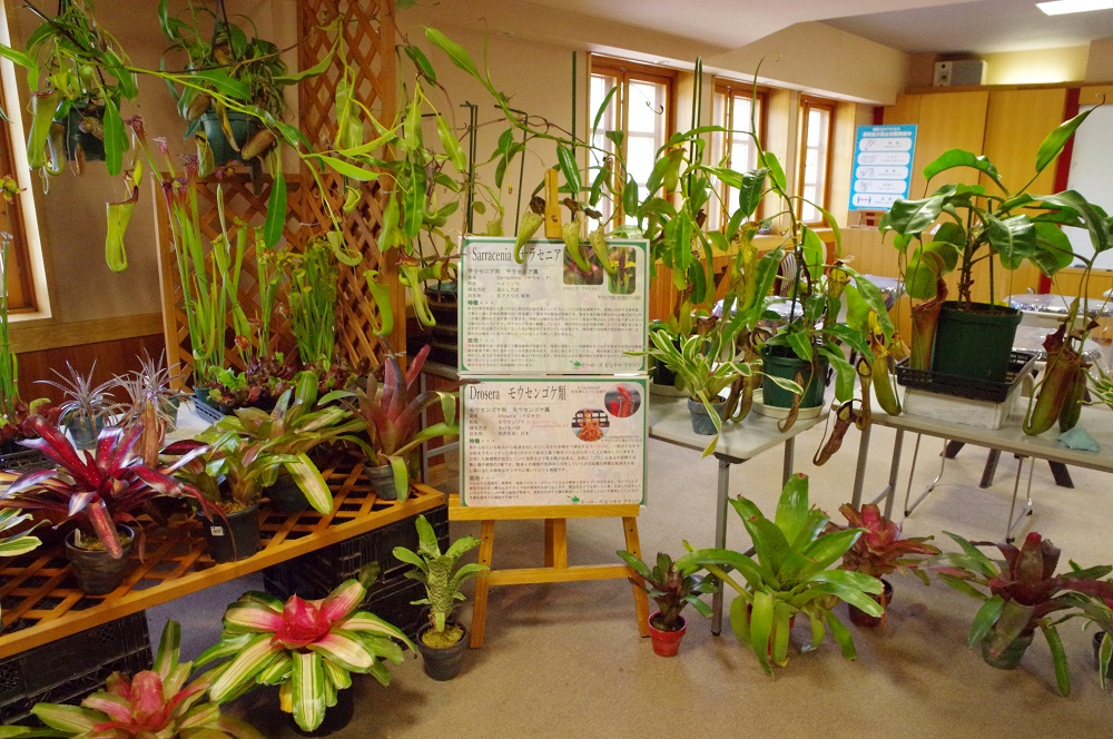 食虫植物のふしぎ展 即売会 ふなばしアンデルセン公園 食虫植物のふしぎ展 即売会 ふなばしアンデルセン公園