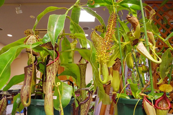 食虫植物のふしぎ展 即売会 ふなばしアンデルセン公園 食虫植物のふしぎ展 即売会 ふなばしアンデルセン公園