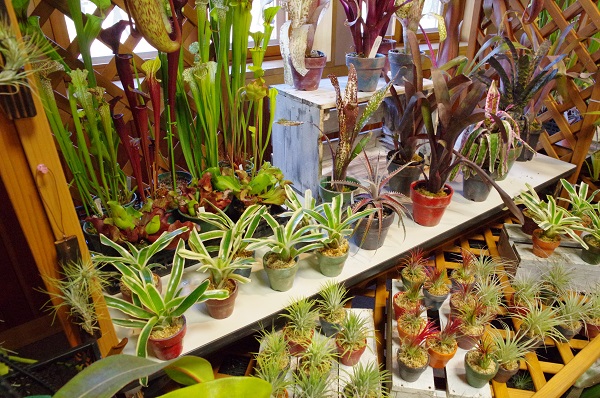 食虫植物のふしぎ展 即売会 ふなばしアンデルセン公園 食虫植物のふしぎ展 即売会 ふなばしアンデルセン公園