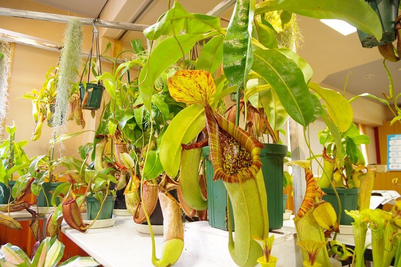 食虫植物の写真