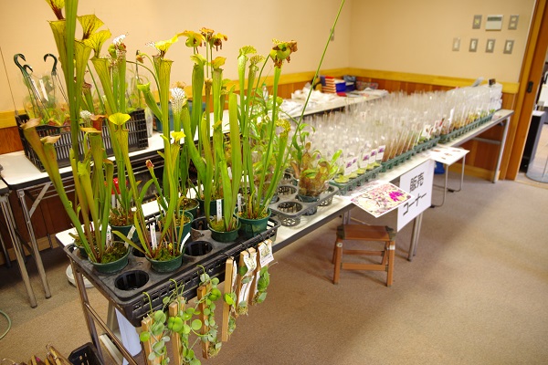 食虫植物の写真