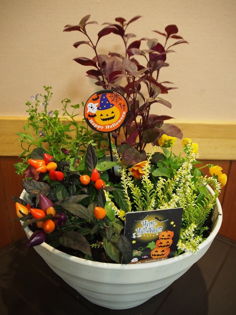 ハッピー★ハロウィン寄せ植え作り作品例