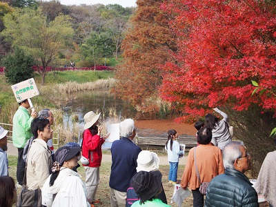 園内で見頃を迎える紅葉をスタッフが案内している様子