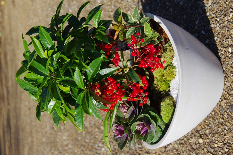 お正月の寄せ植え作り作品例