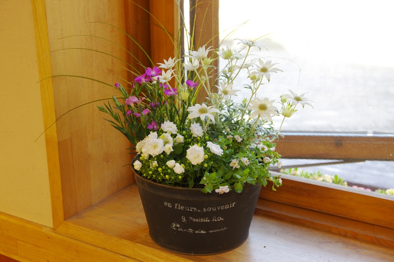 春の草花の寄せ植え写真