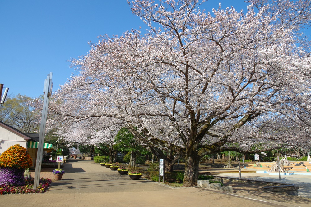 桜
