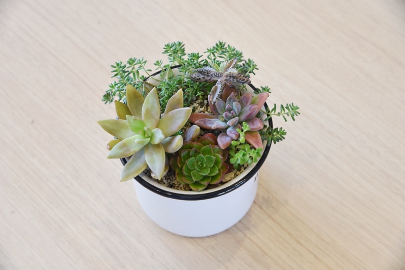 多肉植物の寄せ植え