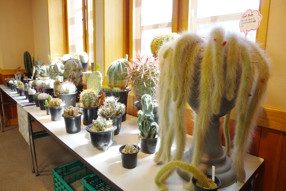 食虫植物の写真