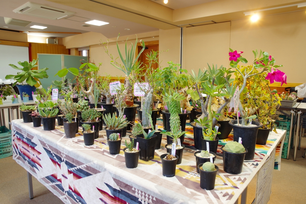 食虫植物の写真