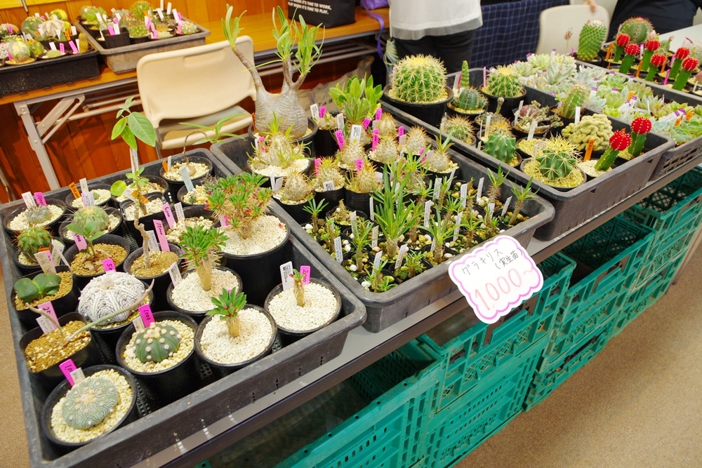 食虫植物の写真