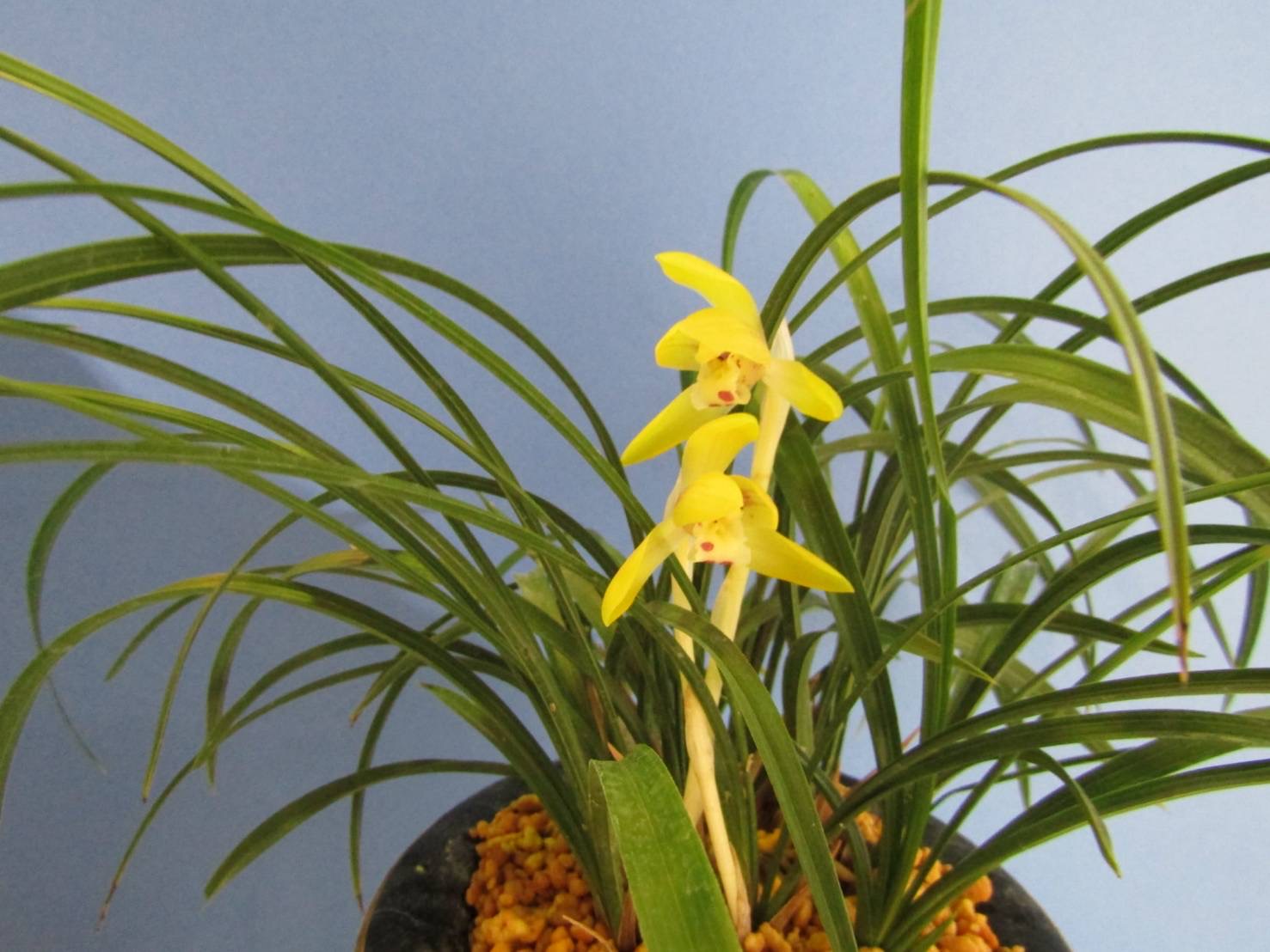 黄花(キバナ)の写真