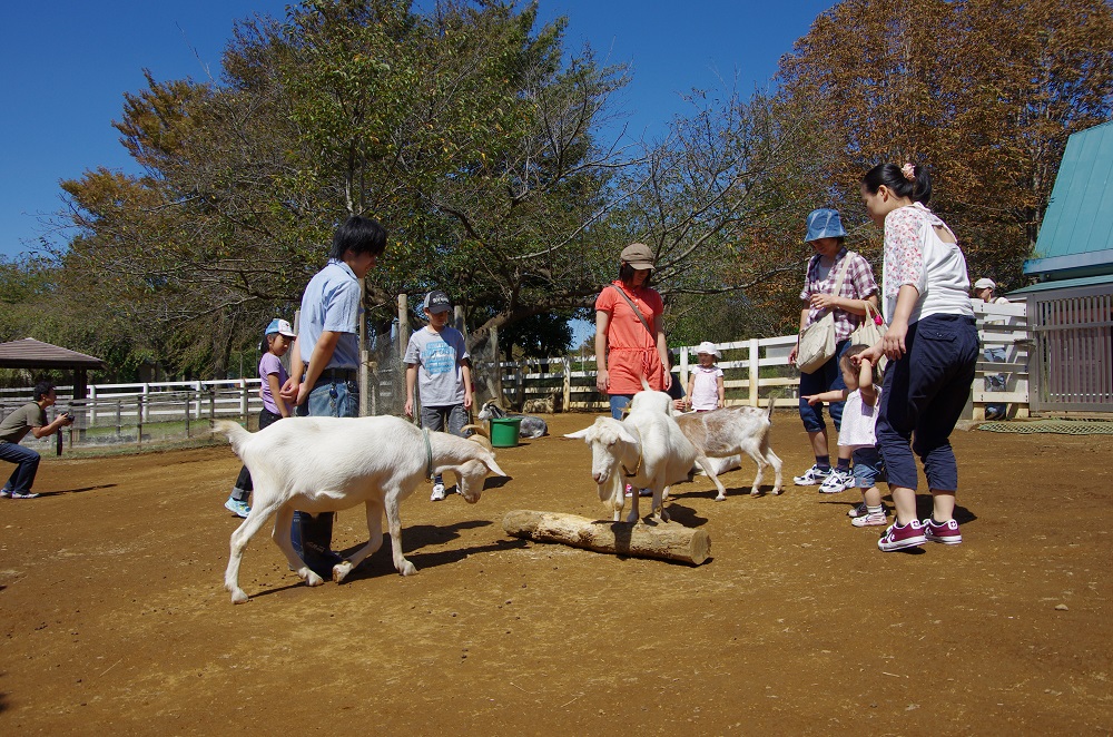 ヤギとふれあうお客様の画像