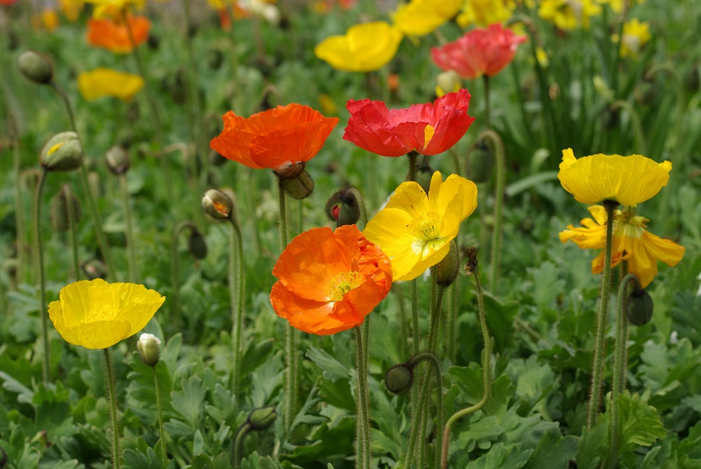 アイスランドポピー 草花図鑑 ふなばしアンデルセン公園