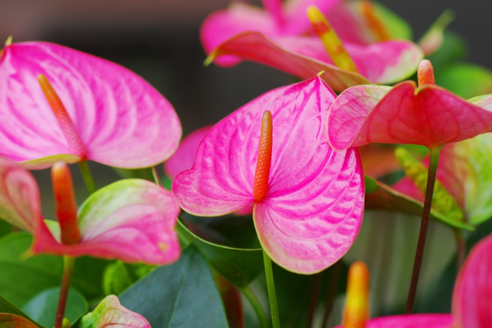 赤い大きな苞に黄色い円柱状の花が咲いている画像