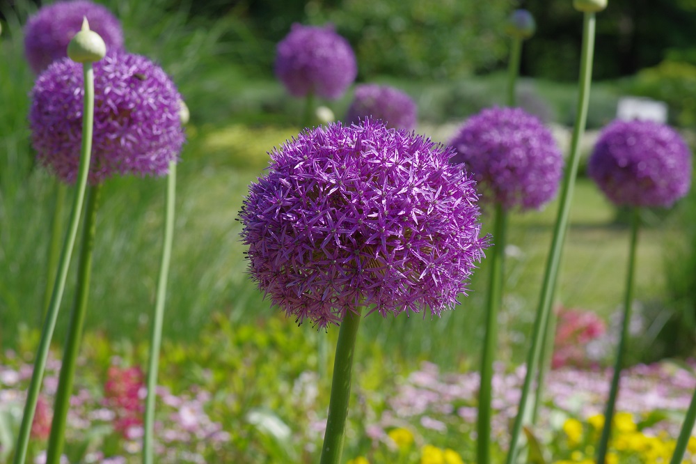 アリウム 草花図鑑 ふなばしアンデルセン公園