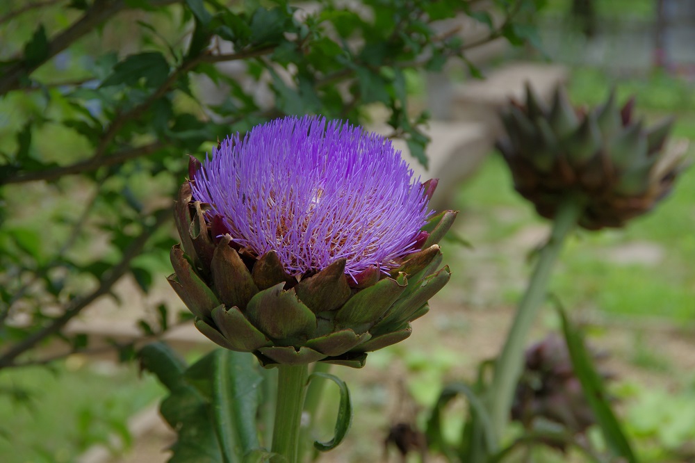 アーティーチョーク 草花図鑑 ふなばしアンデルセン公園