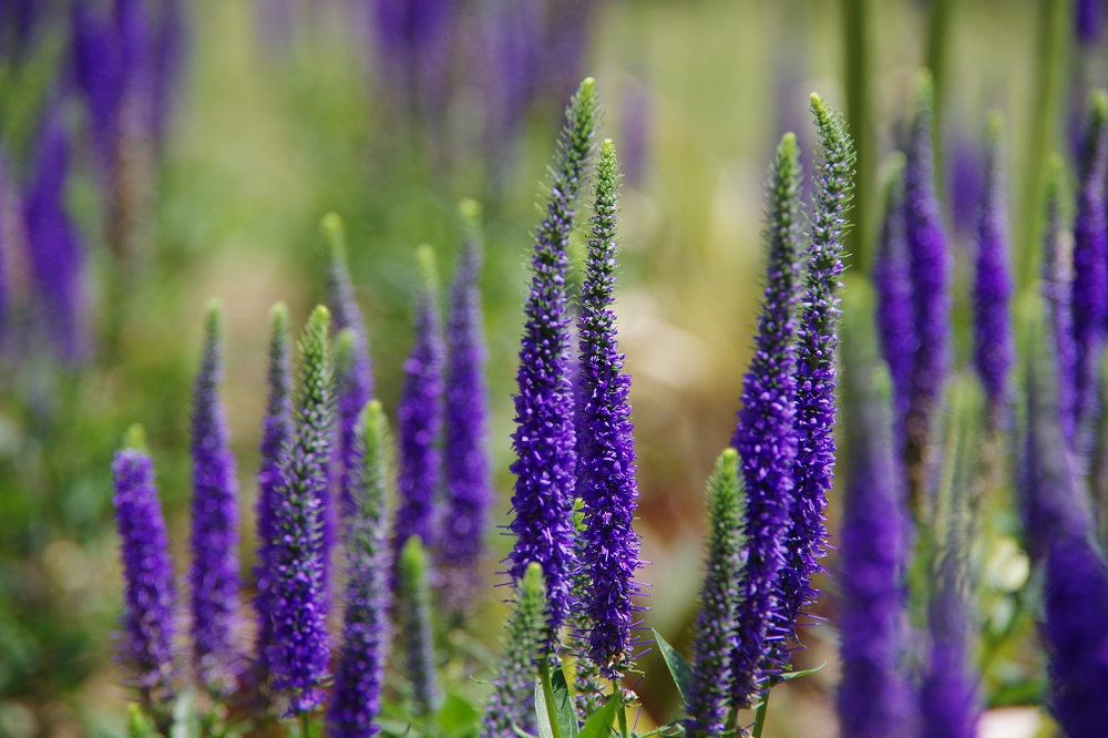 穂状の紫や白色の花が咲いている画像