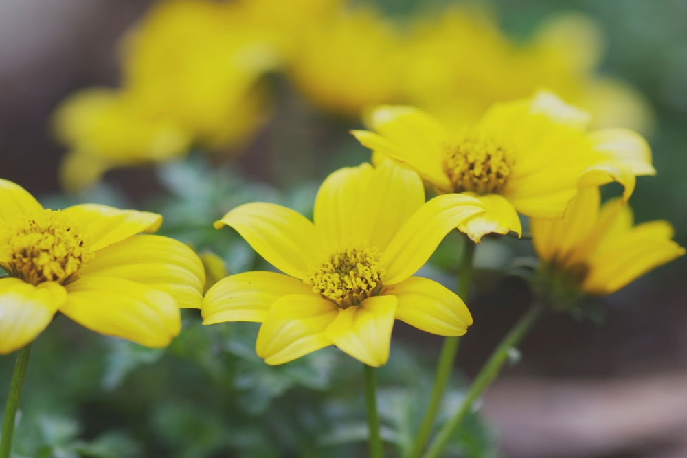 黄色の舌状の花が咲いている画像