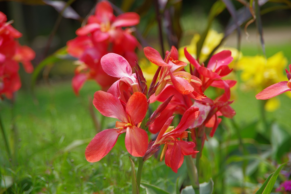 真っすぐに伸びた花茎の先に華やかな赤い大きなへら状の花弁が合わさって咲いている画像