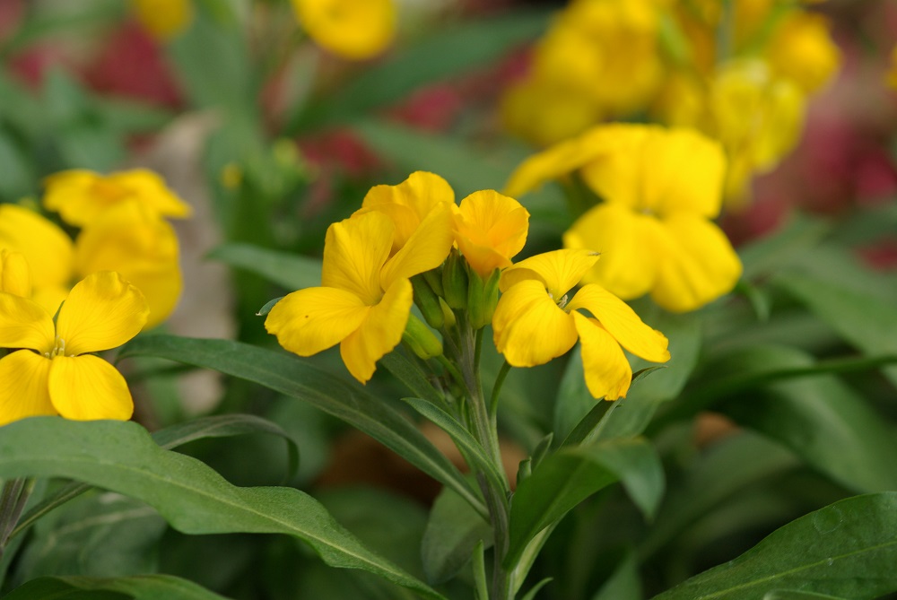 黄色の花を伸ばした花茎に房状に咲いている画像