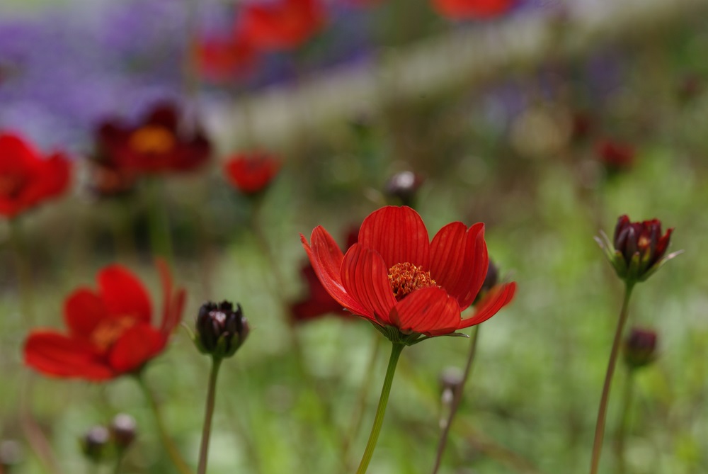 花弁の先がギザギザの茶色した花が咲いている画像