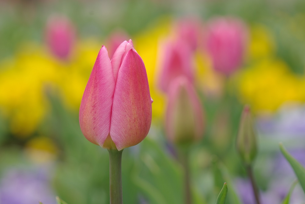 チューリップ 草花図鑑 ふなばしアンデルセン公園