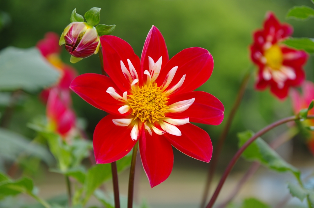赤い舌状の大きな花が咲いている画像